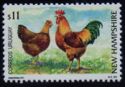New Hampshire Chicken (Gallus gallus domesticus)