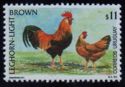 Leghorn Lightbrown (Gallus gallus domesticus)