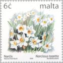 French daffodil (Narcissus tazetta)