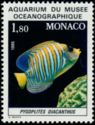 Regal Angelfish (Pygoplites diacanthus)