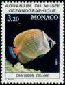 Redtail Butterflyfish (Chaetodon collare)