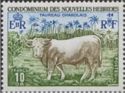 Charolais Bull