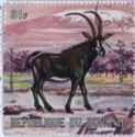 Southern Sable Antelope (Hippotragus niger)