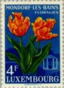 Parrot Tulips (Tulipa hybr.)