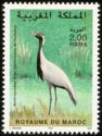 Demoiselle Crane (Anthropoides virgo)