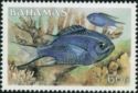 Blue Chromis (Chromis cyanea)