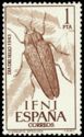 Beetle (Steraspis sp.)