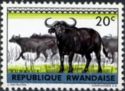 African Buffalo (Syncerus caffer)