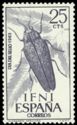 Beetle (Steraspis sp.)