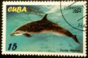 Pantropical Spotted Dolphin (Stenella attenuata)
