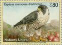 Peregrine Falcon (Falco peregrinus)