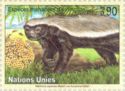 Honey Badger (Mellivora capensis)