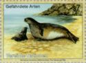 Mediterranean Monk Seal (Monachus monachus)