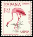 American Flamingo (Phoenicopterus ruber)