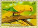 Golden Parakeet (Aratinga guarouba)