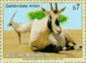 Arabian Oryx (Oryx leucoryx)