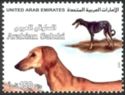 Saluki (Canis lupus familiaris)
