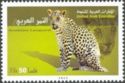 Arabian Leopard (Panthera pardus nimr)