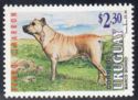 Uruguayan Cimarron (Canis lupus familiaris)