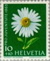 Shasta Daisy (Chrysanthemum maximum)