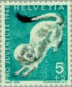 Stoat (Mustela erminea)