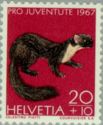 Pine Marten (Martes martes)