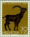 Alpine Ibex (Capra ibex)