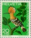 Eurasian Hoopoe (Upupa epops)