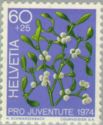 European Mistletoe (Viscum album)