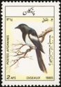 Eurasian Magpie (Pica pica)