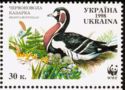 Red-breasted Goose (Branta ruficollis)