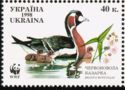 Red-breasted Goose (Branta ruficollis)