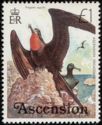 Ascension Frigatebird (Fregata aquila)