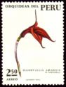 Masdevallia amabilis