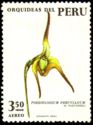 Porroglossum peruvianum