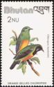 Orange-bellied Leafbird (Chloropsis hardwickii)