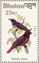 Maroon Oriole (Oriolus traillii)