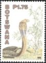 Mozambique Spitting Cobra (Naja mossambica)