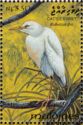 Cattle Egret (Bubulcus ibis)