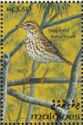 Tree Pipit (Anthus trivialis)