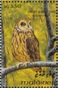 Short-eared Owl (Asio flammeus)