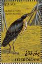 Black Bittern (Dupetor flavicollis)