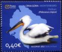 Dalmatian Pelican (Pelecanus crispus)