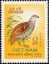 Chinese Francolin (Francolinus pintadeanus)