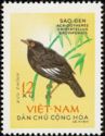 Crested Myna (Acridotheres cristatellus)