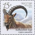 West Caucasian Tur (Capra caucasica)
