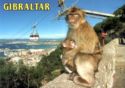 The Rock Ape of Gibraltar