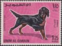 Gordon Setter (Canis lupus familiaris)