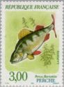 European Perch (Perca fluviatilis)