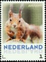 Eurasian Red Squirrel (Sciurus vulgaris)